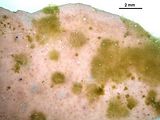 Corynophlaea hamelii1
